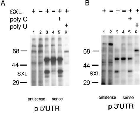 Figure 7 From The Regulation Of The Drosophila Msl 2 Gene Reveals A Function For Sex Lethal In