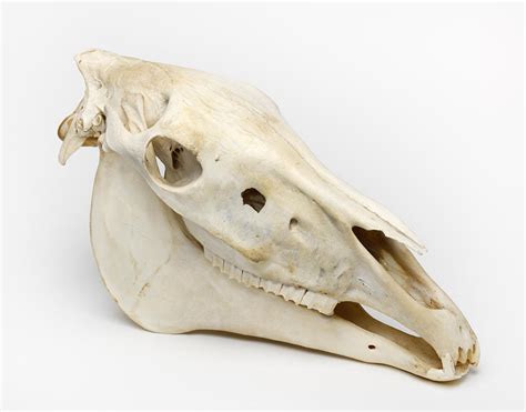 Horse Skull Photograph By Martin Shields Pixels