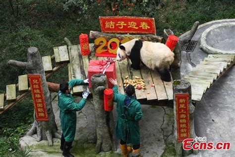 Worlds Oldest Captive Giant Panda Celebrates Spring Festival China
