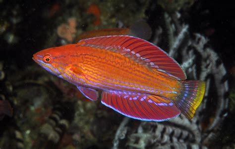 Spesies Baru Ikan Flasher Wrasse Ditemukan Di Nusa Tenggara Timur