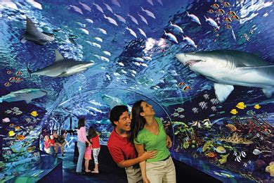 Myrtle beach, south carolina is a great place to visit if you are looking for multiple vacations in one! Ripley's Aquarium (Myrtle Beach, SC) 2020 Review & Ratings ...