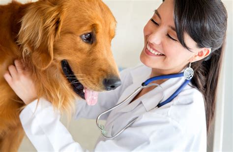 When To Take Your Dog To The Vet