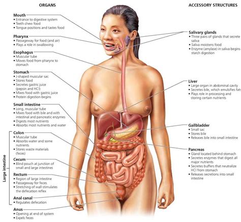 We'll identify as many organs as we can. FIGURE 15.1. The digestive system consists of a long tube ...
