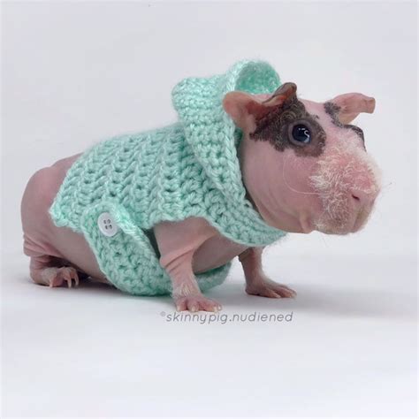 Guinea Pig Hoodie Guinea Pig Clothes Guinea Pig Sweater Skinny Pig