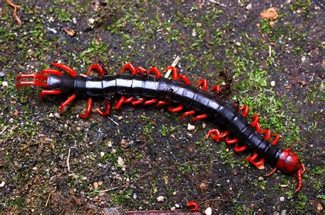 10 Largest Centipedes In The World An Online Magazine About Style