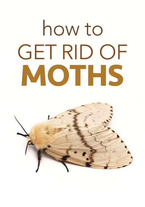 How To Get Rid Of Moths Five Spot Green Living