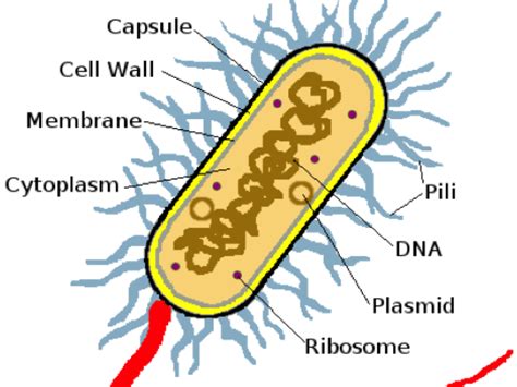 Aqa Gce Biology Cells Bacterial Cell Structure Teachi