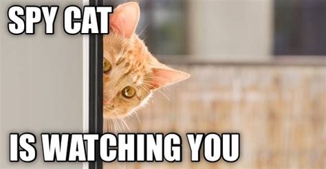 Spy Cat Lolcats Lol Cat Memes Funny Cats Funny Cat