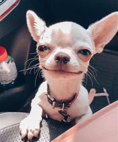 Smiling Chiwawa Chihuahua Puppies Cute Chihuahua Chihuahua Dogs