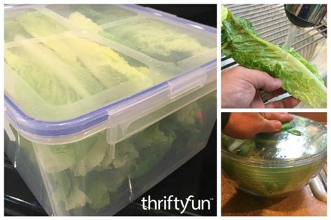 Storing Lettuce Thriftyfun