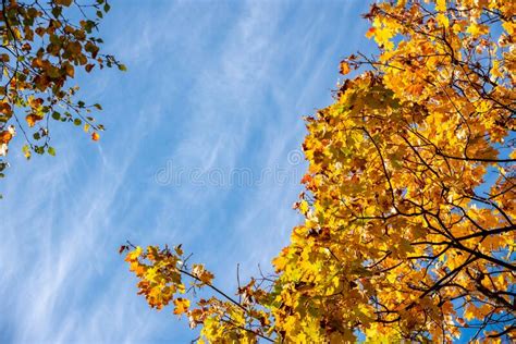 Maple Tree With Autumn Golden Leaves Stock Photo Image Of Autumn