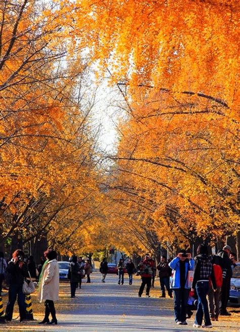 Autumn In Beijing Shenzhen Guangzhou Beijing Travel Gobo Beijing