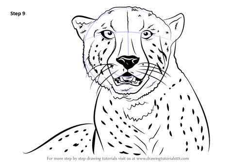 Learn How To Draw A Cheetahs Face Big Cats Step By Step Drawing