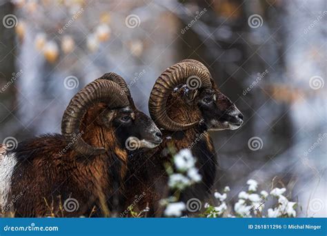 Male European Mouflon Ovis Aries Musimon Close Up Portraits Stock Photo