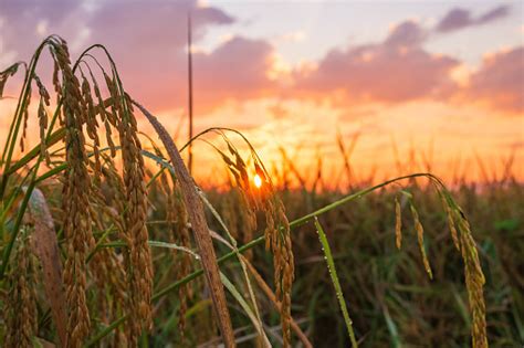 The Sunset On The Rice Field Stock Photo Download Image Now Istock