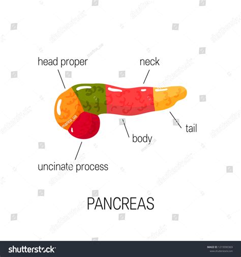 Medical Diagram Pancreas Simple Vector Illustration