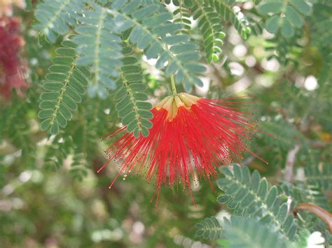 Native to baja california and northern mexico this bush is perfect in arid gardens all over the american southwest. Baja Red Fairy Duster, Gilbert, AZ | Marzena Fabisiak ...