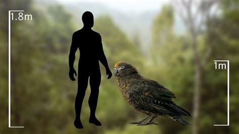 Heracles inexpectatus is a giant fossil parrot species from new zealand, assigned to a monotypic genus heracles, that lived during the early miocene approximately 16 to 19 million years ago. The remains of a super-sized parrot that stood more than ...