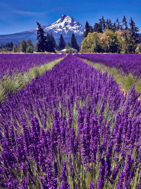 Mount Hood Oregon Lavender Fields Photo Print Wall Art Oregon Landscape