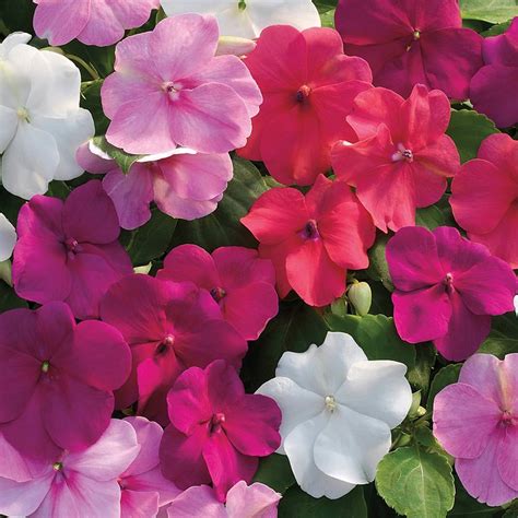 Trend Fashion Products 100 Seeds Xtreme Impatiens Mix Global Fashion
