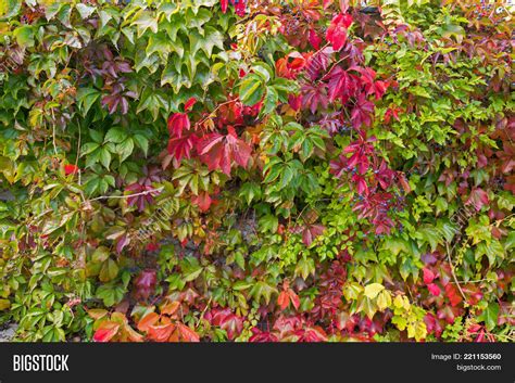 Colorful Vines Image And Photo Free Trial Bigstock