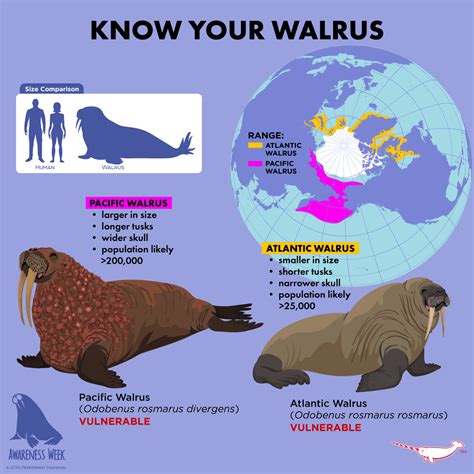 Elephant Seal Vs Walrus Battles Comic Vine