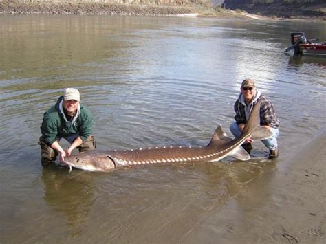 Find the right gear for your next adventure. STURGEON FISHING ON THE SNAKE RIVER