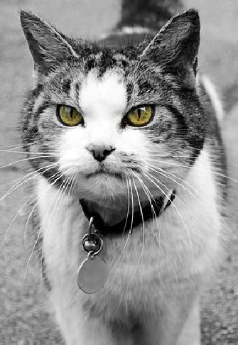 domestic shorthair cat breeds encyclopedia