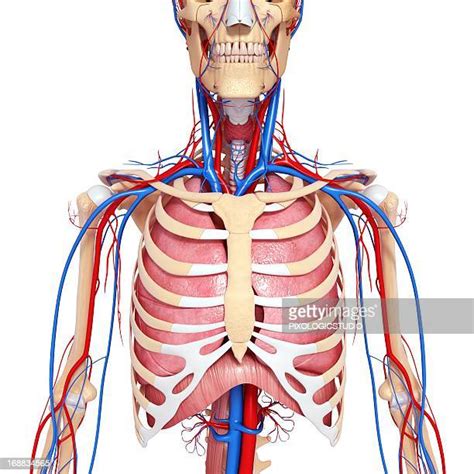 Worlds Best Female Chest Anatomy Stock Illustrations Getty Images
