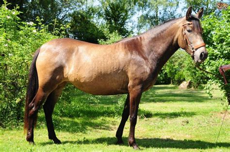 A Brown Horse Standing On Top Of A Lush Green Field Next To Tall Grass