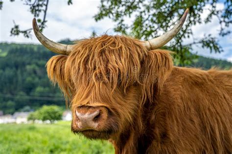 Highland Cow In Kinzig Valley In Black Forest Germany