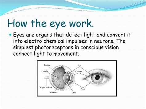 Ppt Sense Of Sight Powerpoint Presentation Free Download Id2793601