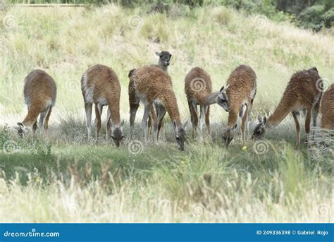Lama Animal In Pampas Grassland Environment La Pampa Province