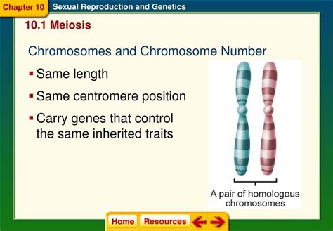 Ppt Section 1 Meiosis Powerpoint Presentation Free Download Id 5676860