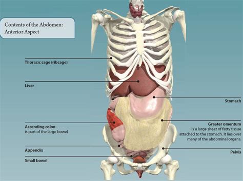 Ribs Anatomy Organs