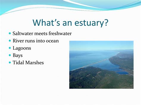 Ppt Estuary Biome Powerpoint Presentation Free Download Id1757950