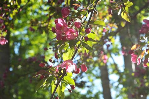 Blooming Decorative Apple Tree Bright Pink Flowers In Sunny Day Stock
