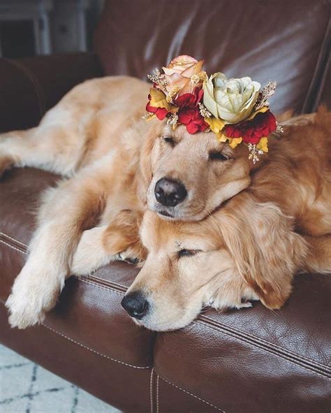This Artist Is Making Flower Crowns For Animals And They Look Majestic