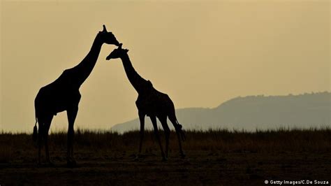 Necks For Sex How Giraffes Evolved To Feed And Breed Science In