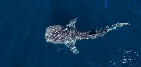 Close Encounters Swimming With Whale Sharks In The Philippines