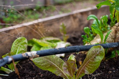 Guide To Drip Irrigation Systems For Your Garden
