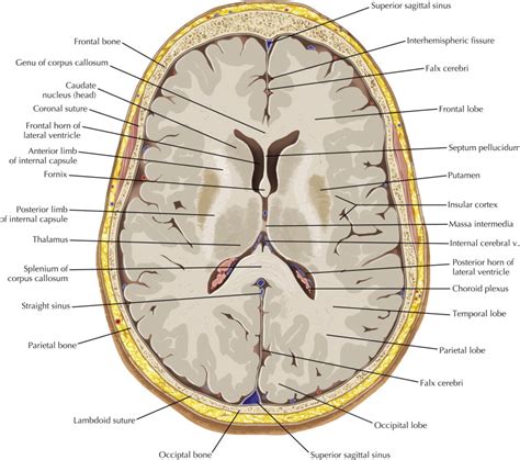 Brain Radiology Key