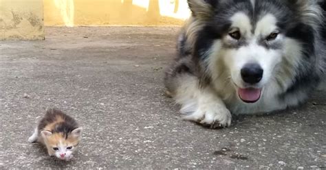Big Dog Doesnt Know What To Do With Tiny Kitten Cute Video
