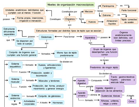 Mapa Conceptual Sobre Aparatos Y Sistemas Del Cuerpo Humano Niveles De Organizaci N