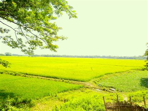 Free photo: Bangladesh Rice Fields - Bangladesh, Field, Green - Free Download - Jooinn