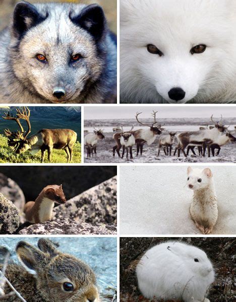 Pin On Arctic Animals