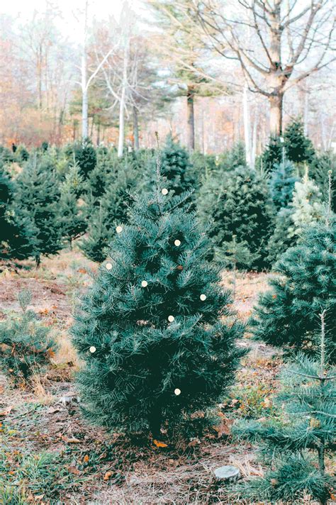 Christmas Tree Farm Outing In Massachusetts By Gabriella