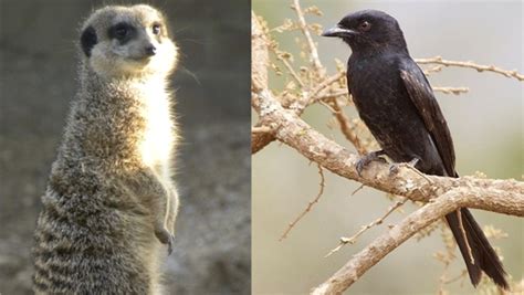 The Bird That Cries Hawk Fork Tailed Drongos Rob Meerkats With False