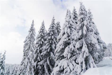 Fir Trees Covered By Snow In Mountains Winter Wonderland Landscape