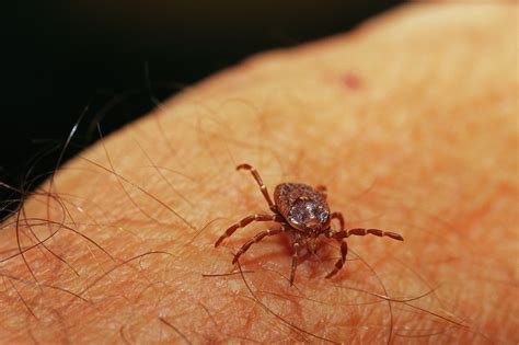 Warmer Temps And High Humidity Breeds Texas Tick Infestations
